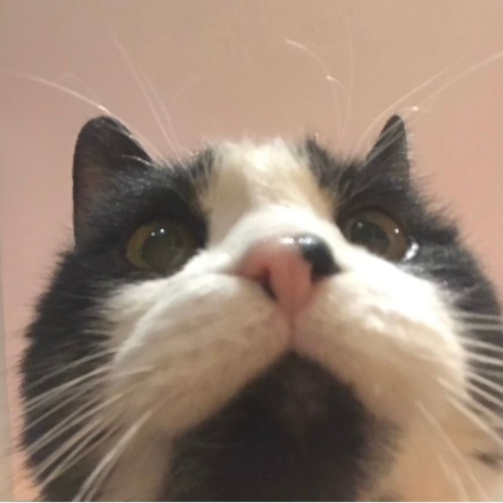 Jack Cat Print